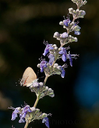 Grey Hairsteak on flower