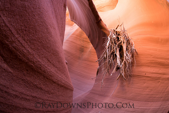Rattlesnake Canyon