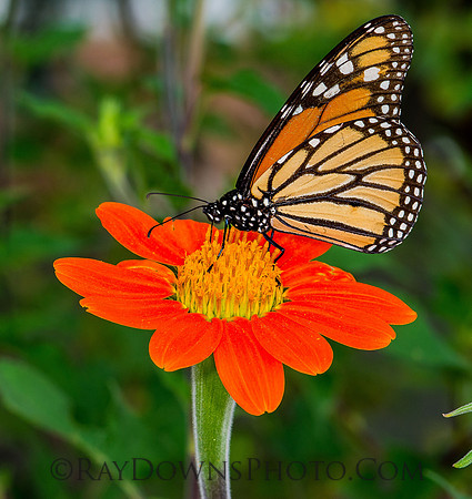 Monarch Butterfly