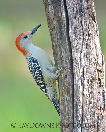 Red Bellied Woodpecker