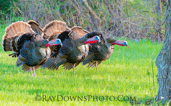 Wild Turkeys