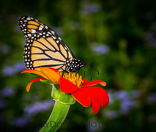 Monarch Butterfly