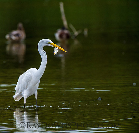 Egret with fish