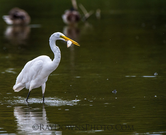 Egret with fish