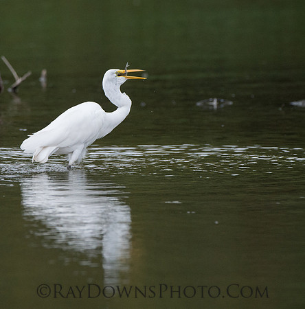 Egret,fish,white,bird,
