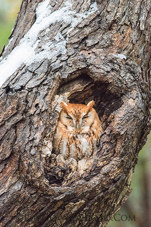 eastern screech owl