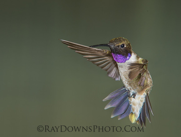 Black Chinned Hummingbird