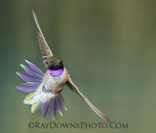 Black Chinned Hummingbird