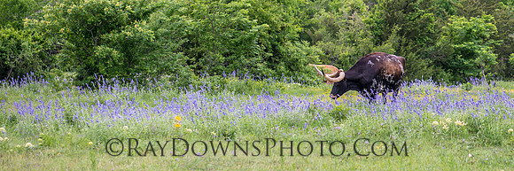 Longhorns in wildflower pasture