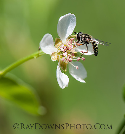 fly on plumb blossom