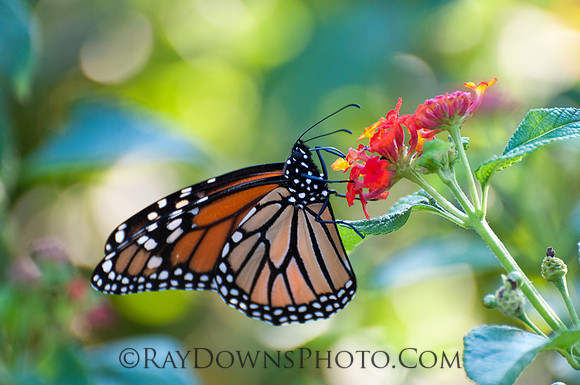 Monarch on Lantana flower