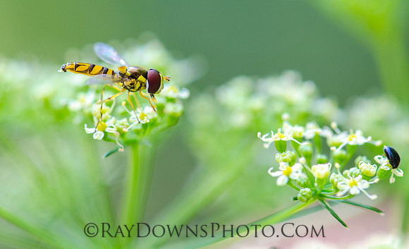 Fly on flower