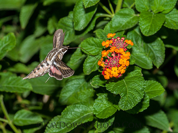 Hummingbird Moth on Lantana
