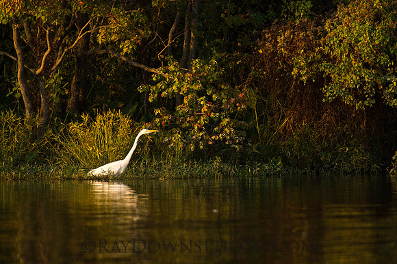 Egret,hunting,white,bird,fall,color,colors,white,snow,