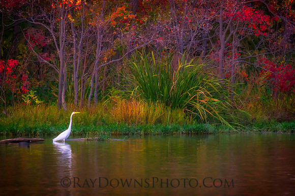Egret shopping for groceries - Whiterock Lake Dallas, Texas