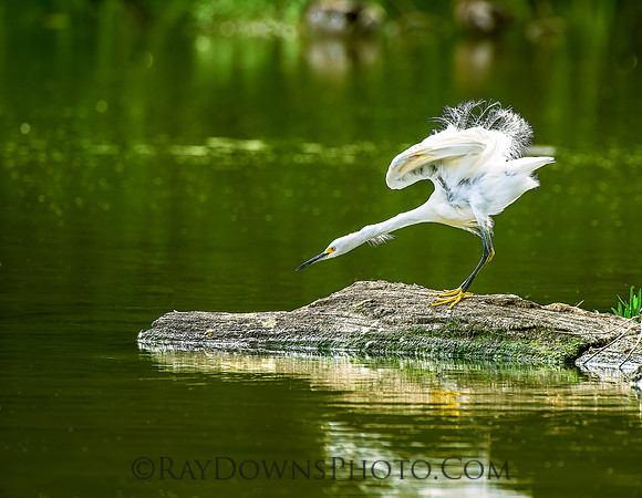 Egret streching