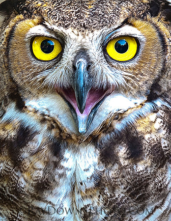 Horned Owl