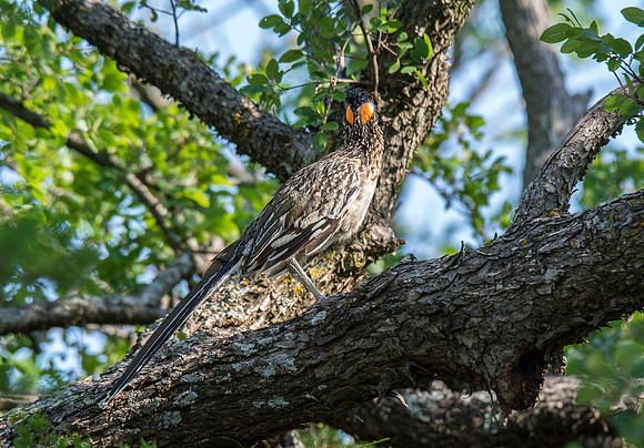 Roadrunner