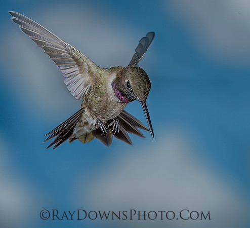 Black Chin hummingbird.