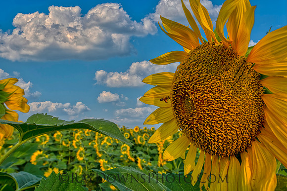 Texas Sunflowers with Bee