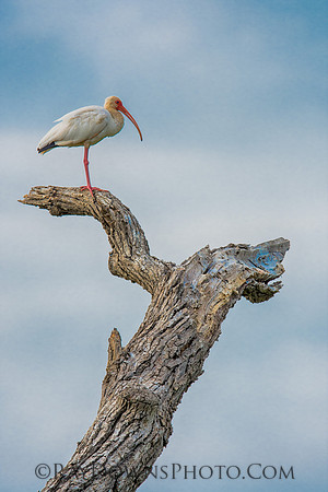 white ibis