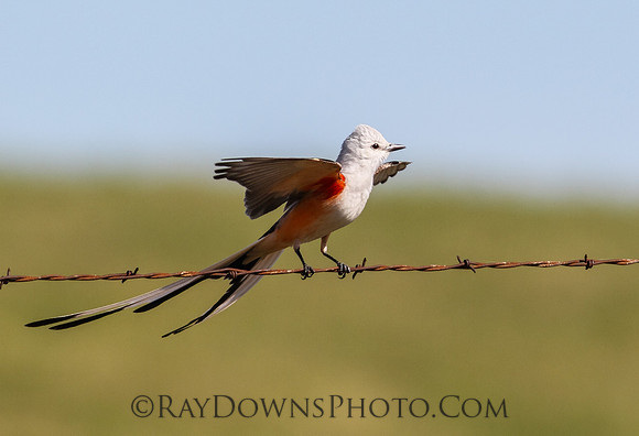 Scisor Tail Flycatcher