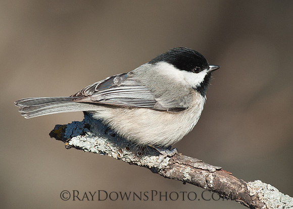 Carolina Chickadee