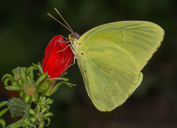 Cloudless sulpher on Turks Cap