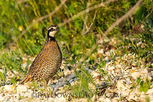 Bob White Quail