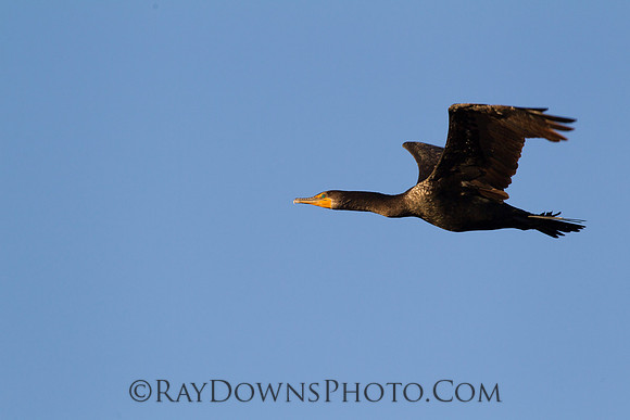 cormorand in flight