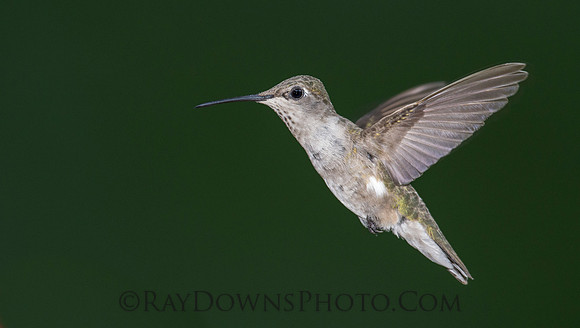 Black Chinned Hummingbird