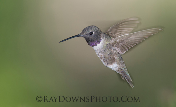 Black Chinned Hummingbird
