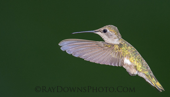 Black Chinned Hummingbird