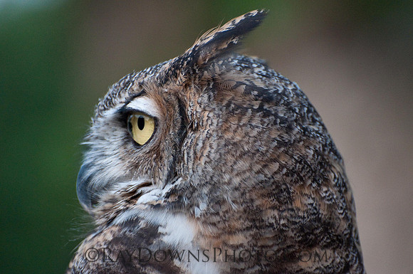 Great Horned OWL-Bubo virginianus
