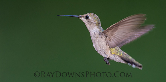Black Chinned Hummingbird