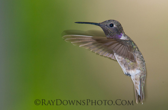 Black Chinned Hummingbird