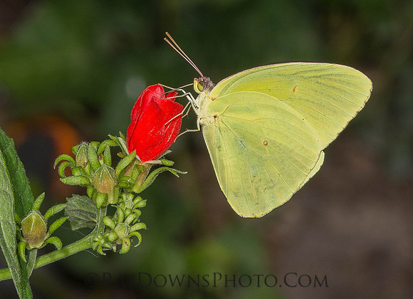 Cloudless sulpher on turks cap