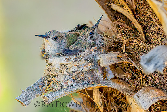 Humming Birds Babys