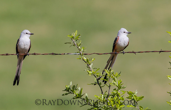 Sissor tail flycatcher male and female