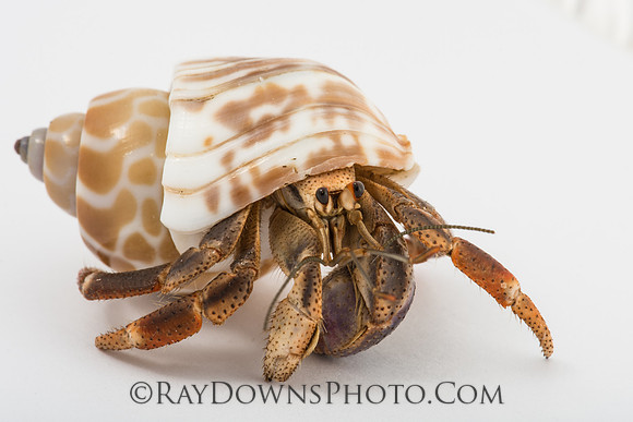 Hermit Crab