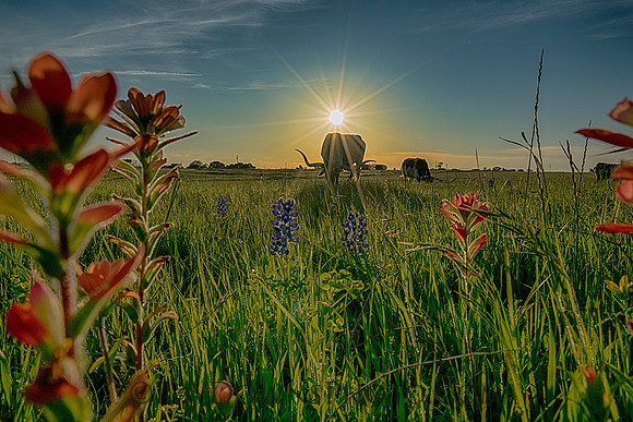Longhorn and wildflowers