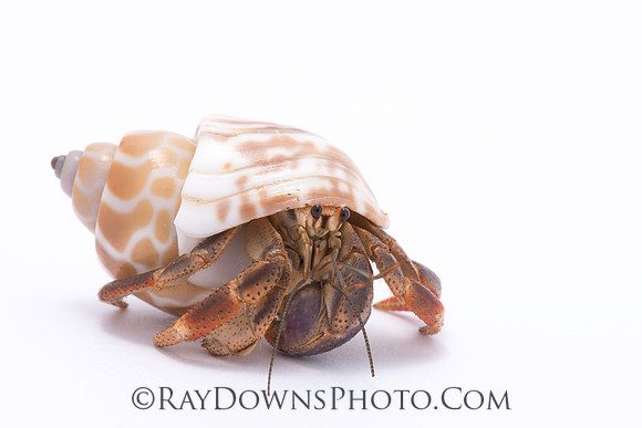 Hermit Crab