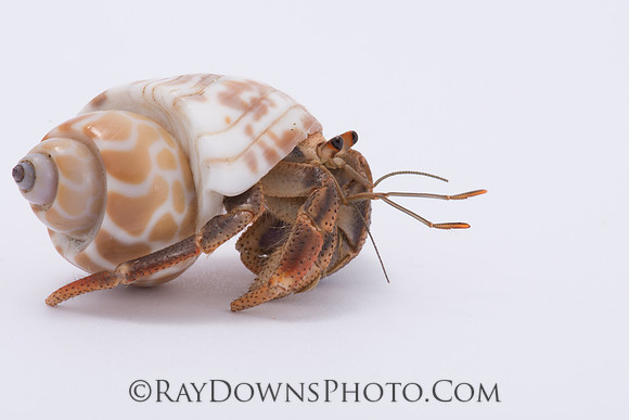 Hermit Crab