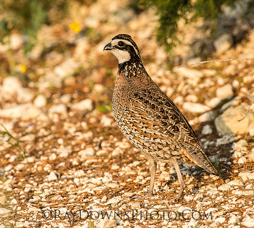 Bob White Quail
