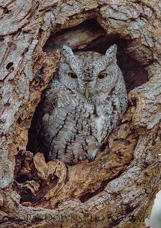 Screech Owl grey morph