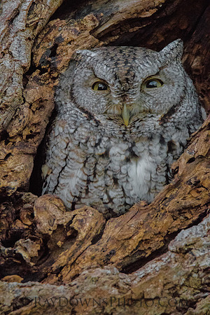 Owl, screech grey