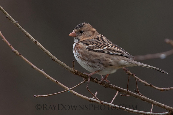 Harris's Sparrow - Zonotrichia querula
