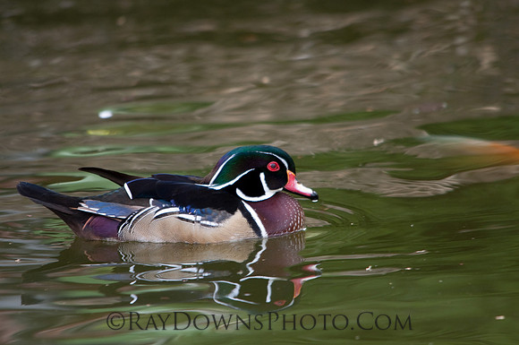 Wood Duck