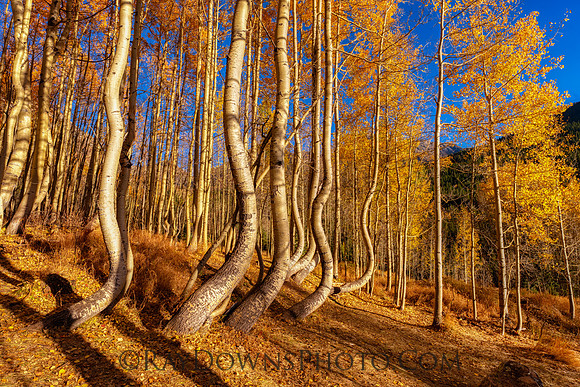 Dancing Aspens Ophir Colorado