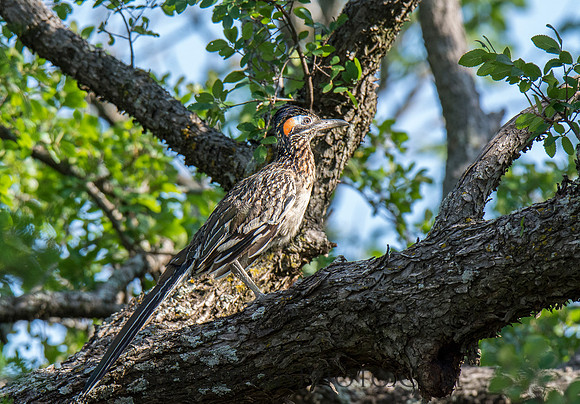 Roadrunner